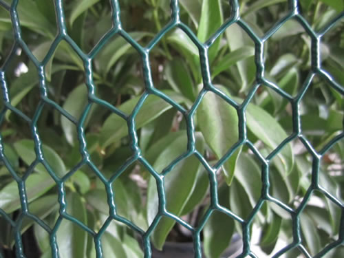 Green Vinyl Coated Chicken Wire